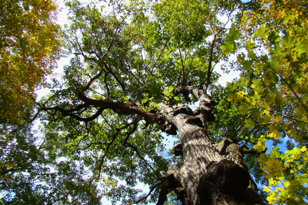 Looking up into the canopy of a large oak tree, with sugar maple leaves also visible