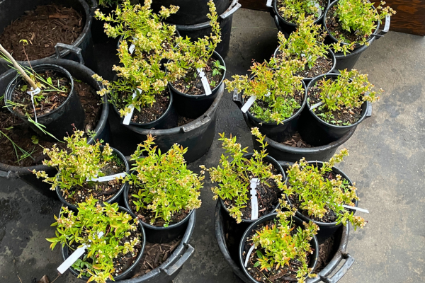 Caption: Lowbush blueberry pictured above was the most requested shrub this spring season