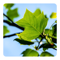 tulip tree leaf