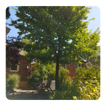LEAF staff member poses in a backyard with a newly planted white spruce tree