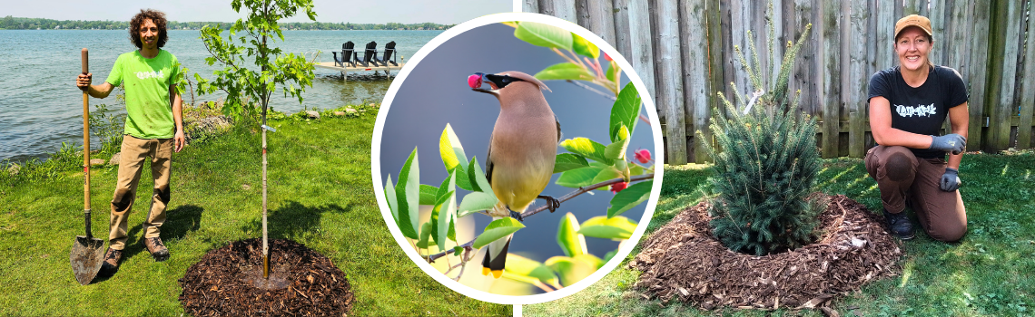split image of LEAF staff member with newly planted tree on left and right, and a cedar waxing eating serviceberry in middle