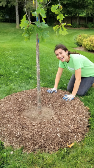 LEAF employee mulching a newly planted tree