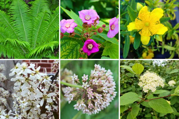 ostrich fern, purple flowering raspberry, St. John’s wort, serviceberry, common milkweed and red osier dogwood