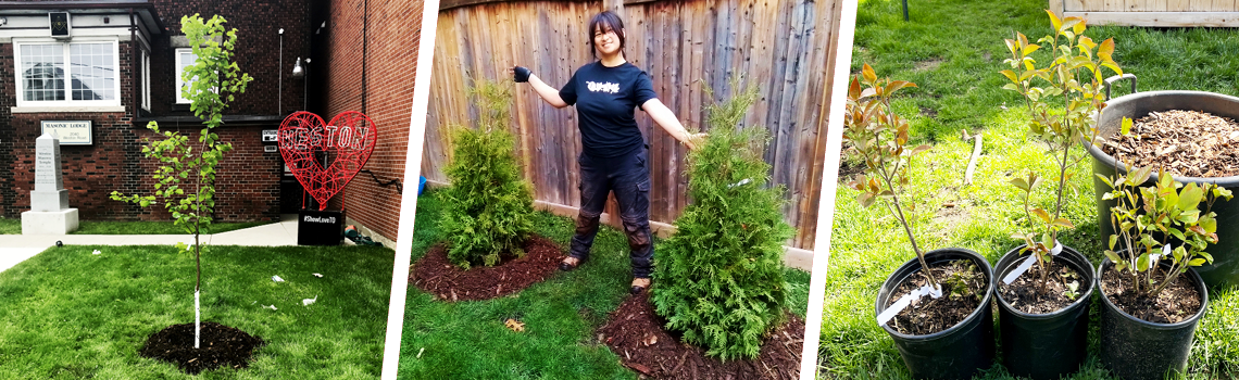collage of newly planted tree (left), LEAF staff posing with two new cedars (middle) and potted shrubs and trees (right)