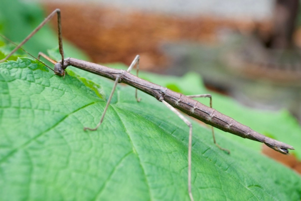 Northern walkingstick on a leaf.