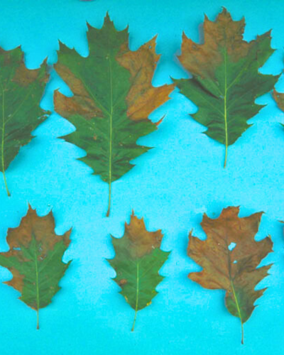 leaf symptoms of oak wilt