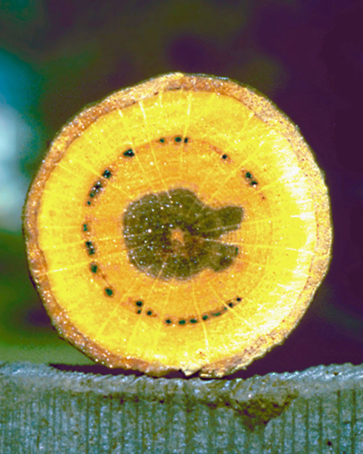 Vascular discoloration in white oak