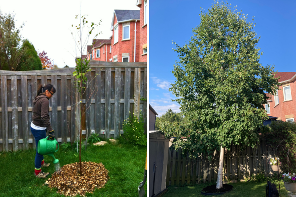 Paper birch planted in Markham through LEAF in 2012 (left) and during a summer 2024 follow-up (right).