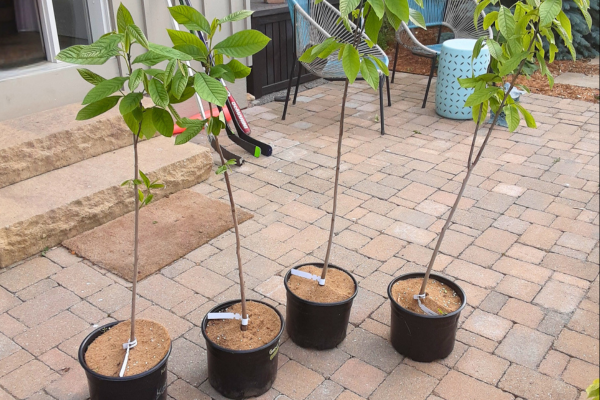 Caption: Lowbush blueberry pictured above was the most requested shrub this spring season