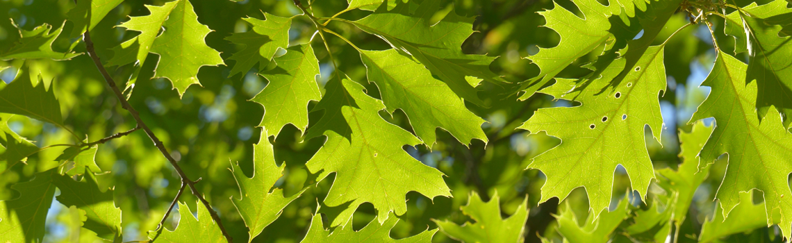 red oak leaves