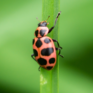 pink spotted lady beetle
