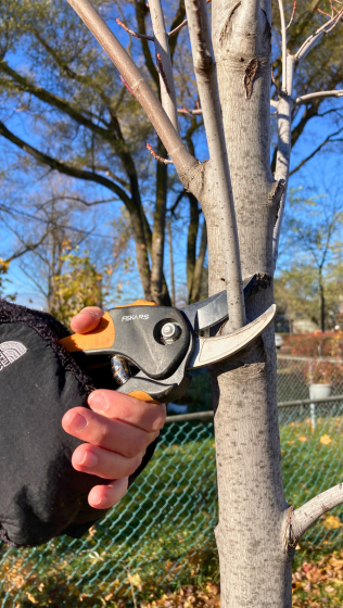 close up of a tree branch being pruned