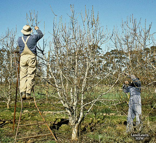 Two people pruning pear trees
