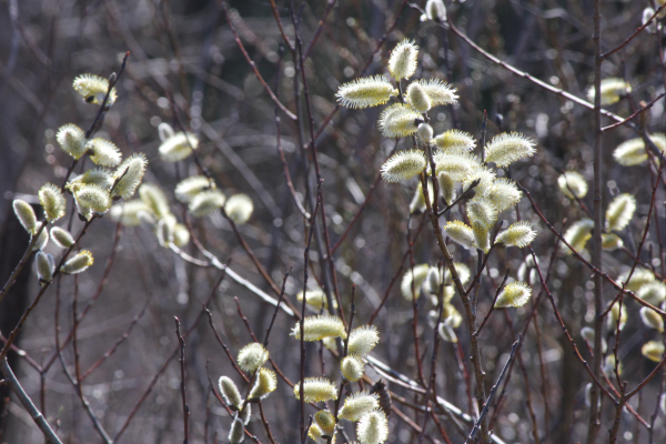 pussy willow catkins in late winter