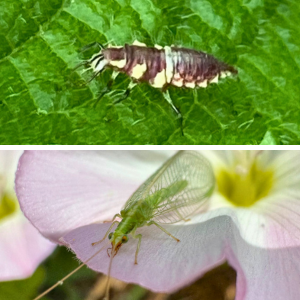 red-lipped green lacewing