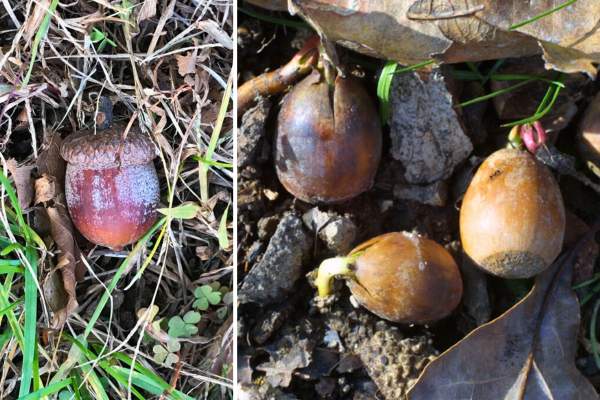 Acorns in fall: red oak on the left, not germinating. White oak on the right, germinating.