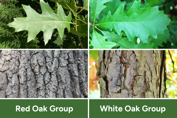 Side-by-side images comparing red oak and white oak leaves and bark