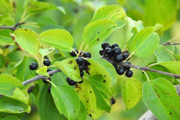 common buckthorn