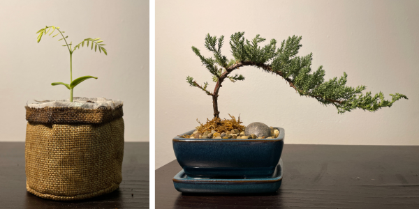 Left – small seedling bonsai; Right: large juniper bonsai