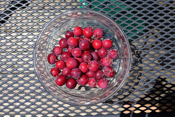 Serviceberries in a glass dish