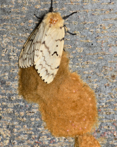 Female Gypsy Moth (Lymantria dispar) with egg mass 