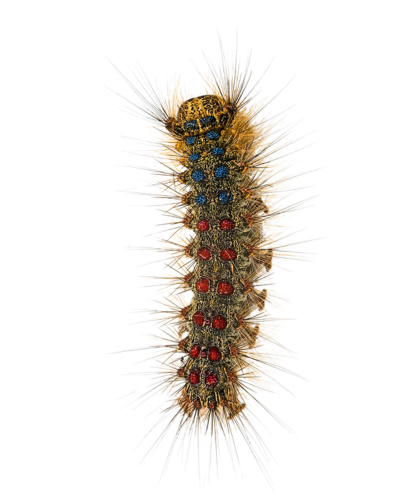 spongy moth caterpillar