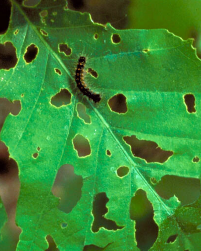 spongy moth defoliating a leaf