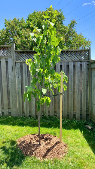 a newly planted tree loosely tied to a stake