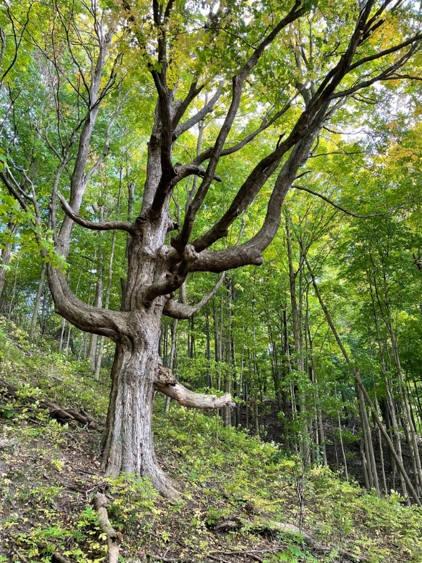 A large sugar maple in a forest.