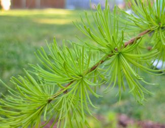 A view of tamarack needles on a branch.