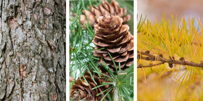 A comparison of bark, needles, cones and fall colour of the tamarack tree.