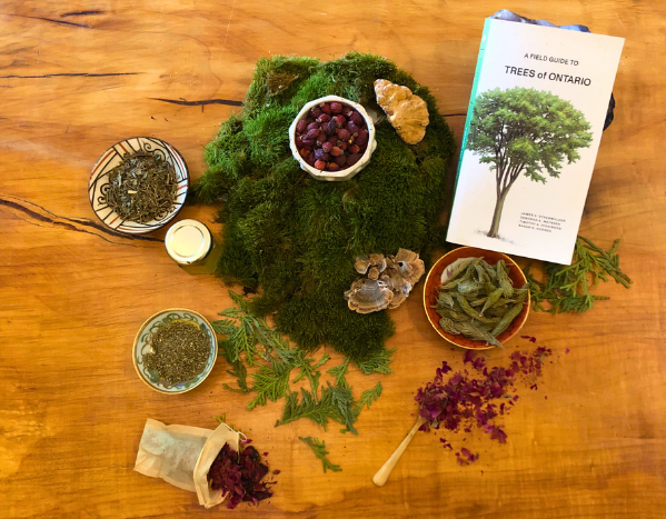 Rosehips, tree id guide, white spruce tips, pasture rose petals, Eastern white cedar, basswood flowers, lowbush blueberry leaves