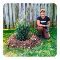 LEAF staff member poses in a backyard with a newly planted white spruce tree