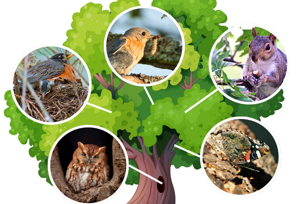 Diagram showing a tree plus bluebird eating insect, robin in nest, butterfly on bark, owl in cavity, and squirrel with acorn
