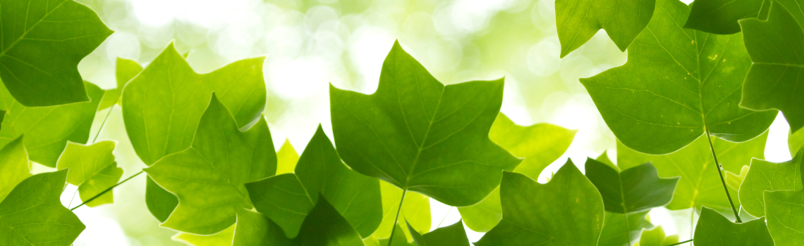 tulip tree leaves