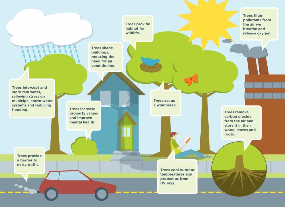 Diagram showing the benefits of the urban forest