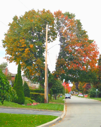 A mature maple tree with a large hole pruned through the middle of the canopy to accommodate an elevated utility line