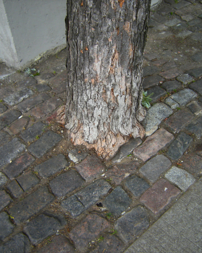 A tree with little growing space on a sidewalk, surrounded by pavement stone