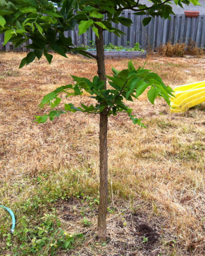 A hackberry in a drought stressed yard