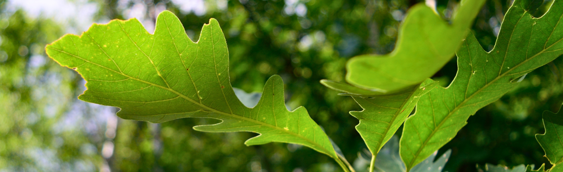 close up of bur oak leaves