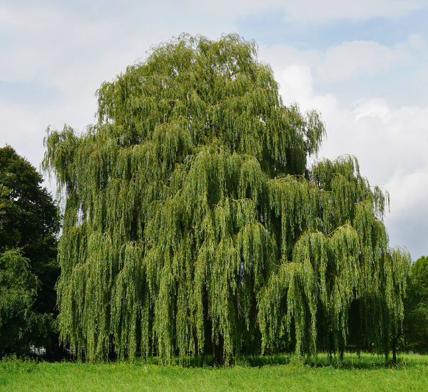 Weeping willow is milen’s favourite tree