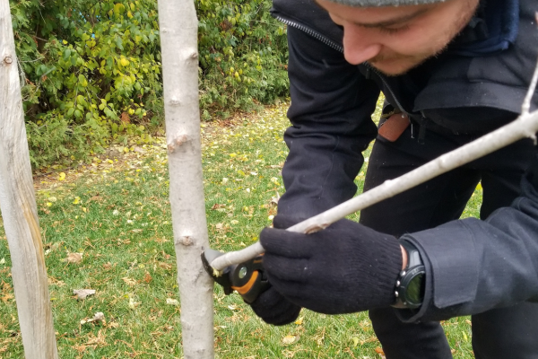 LEAF's Residential Planting Programs Senior Field Coordinator pruning a sugar maple.