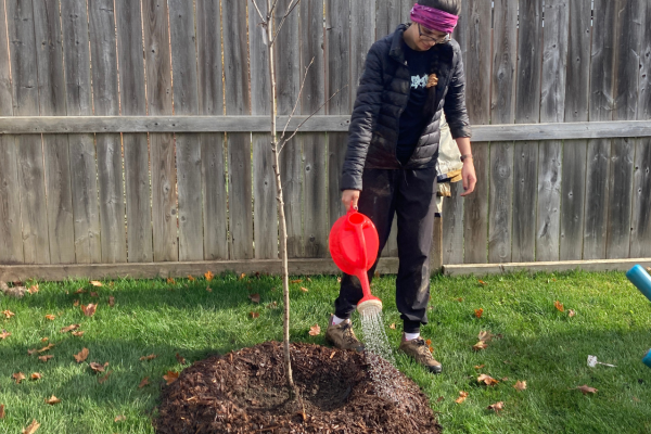 LEAF's Residential Planting Programs Operations Supervisor watering an Allegheny Serviceberry Tree. 