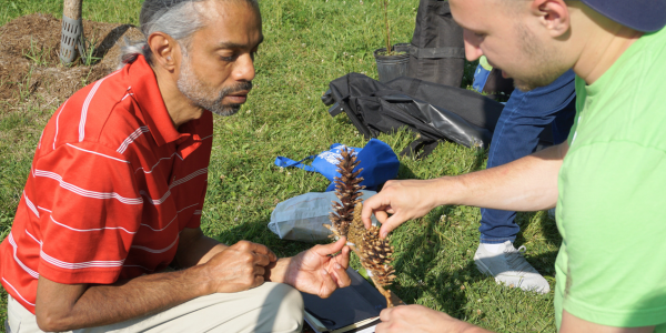 Two people crouching low on green grass examining pinecones.