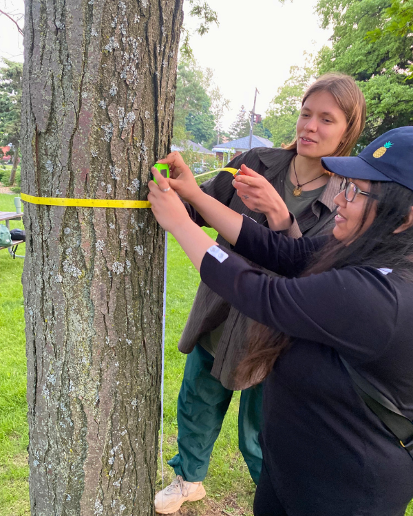 Two YUFL members measuring the circumference of a tree with a yellow measuring tape.