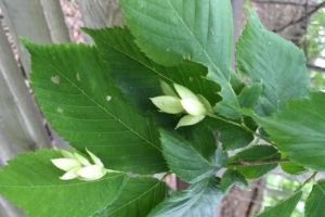 Flowers of the ironwood(© Colleen Cirillo)