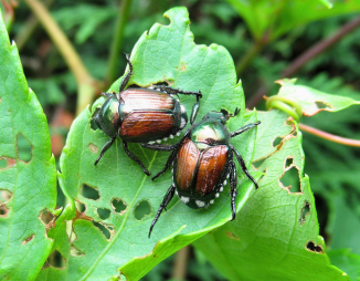 Japanese beetles and damage to leaves