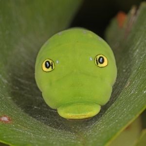 Zoom in of Eastern tiger swallowtail caterpillar(© Judy Gallagher)