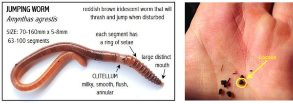 Left: Characteristics to help identify a jumping worm. Right: Jumping worm cocoons with soil components.