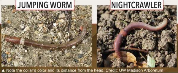 A jumping worm vs a nightcrawler.
